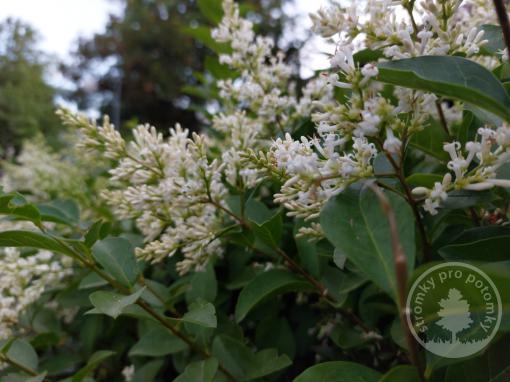 Ptačí Zob vejčitolistý Large Mammoth